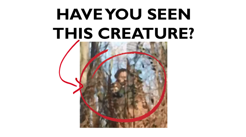 Have you seen this creature? With a distorted image