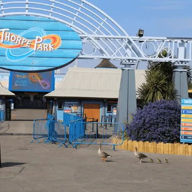 Ducks Waddling In Front Of Park Entrance